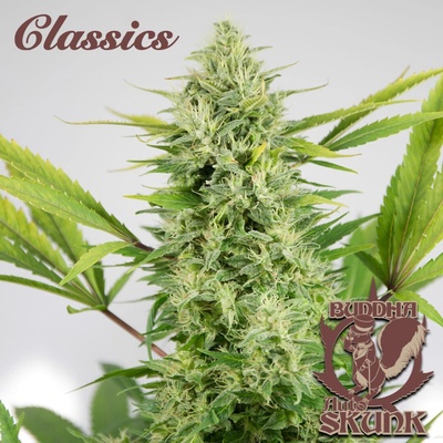 Buddha Seeds Skunk AUTO semienka neobsahujú THC 3 ks