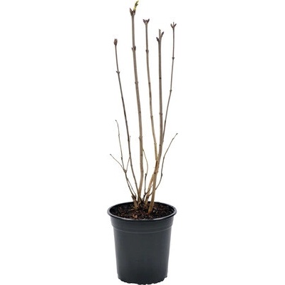 Orgován obyčajný 'Andenken an Ludwig Späth' FloraSelf 60-80 cm kvetináč 3 l