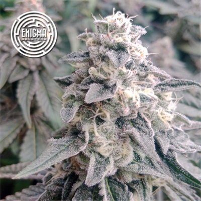 Enigma Genetics L.A Wedding Pop semienka neobsahujú THC 6 ks