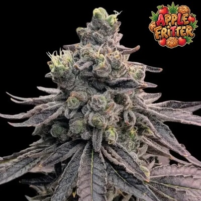 Ganja Farmer Apple Fritter semienka neobsahujú THC 5 ks