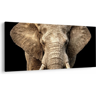 Obraz - Slon africký, jednodielne 250x125 cm