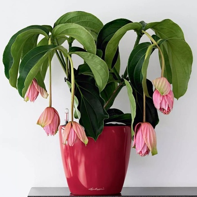 Lechuza Classico LS 21 scarlet – Hledejceny.cz