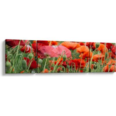 Obraz z poľa vlčích makov, trojdielne 170x50 cm