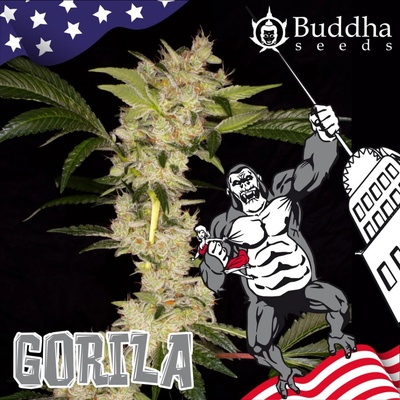 Buddha Seeds Gorila semienka neobsahujú THC 50 ks