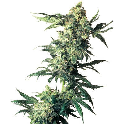 Sensi Seeds Northern Lights semienka neobsahujú THC 5 ks