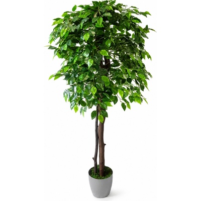 Fikus Benjamin 160 cm