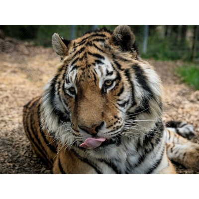 Zážitková noc v zoo