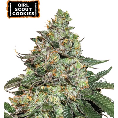 Seedstockers Girl Scout Cookies semienka neobsahujú THC 25 ks