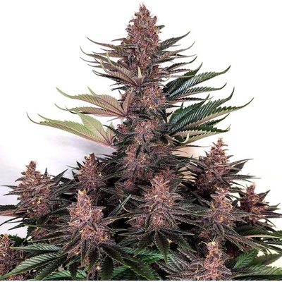 Buddha Seeds Buddha Purple Kush semienka neobsahujú THC 100 ks