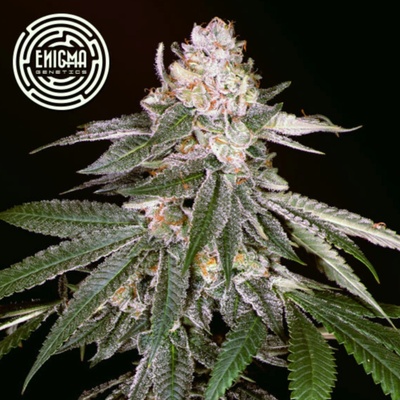 Enigma Genetics Rozay semienka neobsahujú THC 3 ks