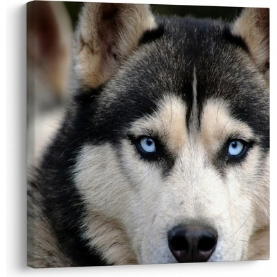 Obraz psa husky, jednodílný 70x70 cm