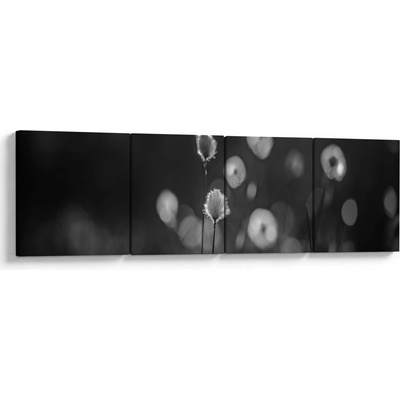 Obraz - Cottongrass na louce, Čtyřdílný 160x40 cm