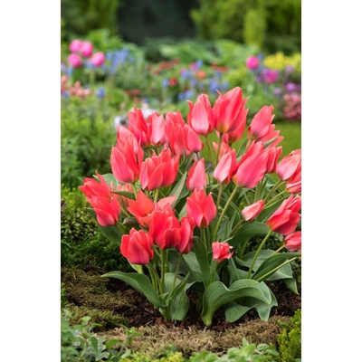 Tulipán 'Toronto' 5 ks