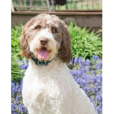 PetSafe Ultra Sonic Bark Control Collar proti štěkotu se zvukovou jednotkou – Hledejceny.cz