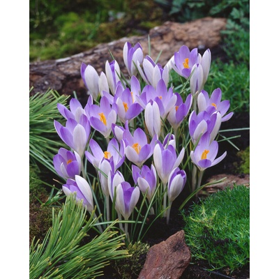 Krókus 'Lilac Beauty' 10 ks