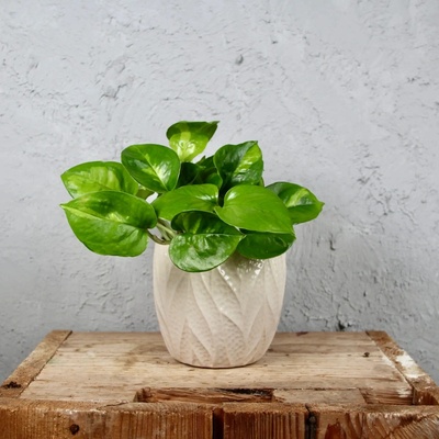 Epipremnum Pothos Global Green