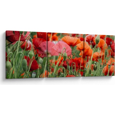 Obraz z poľa vlčích makov, trojdielne 90x30 cm