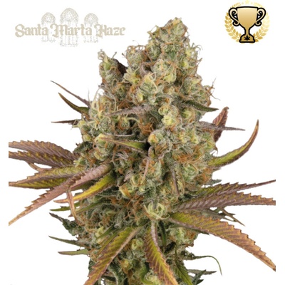 Seedstockers Superior Santa Marta Haze Auto semienka neobsahujú THC 3 ks