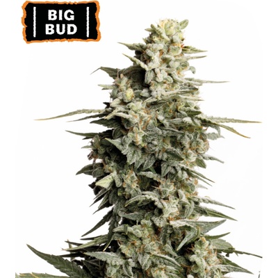 Seedstockers Big Bud semienka neobsahujú THC 25 ks