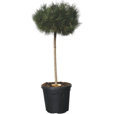 Borovice lesní FloraSelf Pinus sylvestris polokmen celková výška cca 150 cm květináč 25 l – Hledejceny.cz