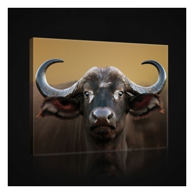 Obraz na plátne obdĺžník - OB0958 - Byvol 80cm x 60cm - O6