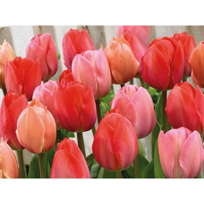 Tulipán Pink and Red 40 ks v balení