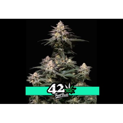 Fast Buds Purple Lemonade FF semienka neobsahujú THC 10 ks