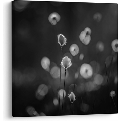 Obraz - Cottongrass na louce, jednodílný 30x30 cm