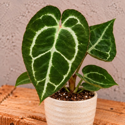 Anthurium Crystallinum