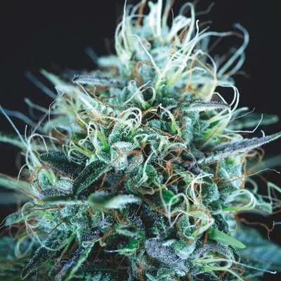 Pyramid Seeds Purple Urkle x Blue Pyramid semienka neobsahujú THC 5 ks