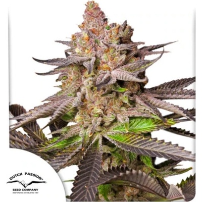 Dutch Passion Melonade Runtz semienka neobsahujú THC 5 ks