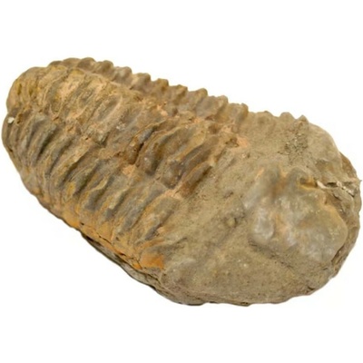 Milujeme Kameny Trilobit - zkamenělina