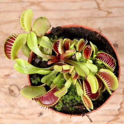 Mäsožravka Dionaea muscipula