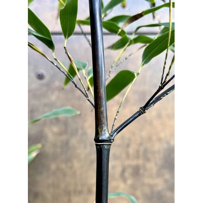 Phyllostachys nigra
