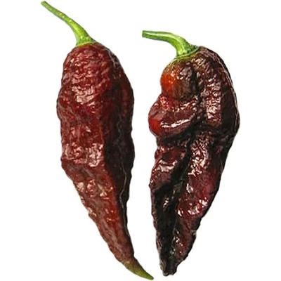 Semená Piquant Paprička chilli BHUT JOLOKIA CHOCOLATE