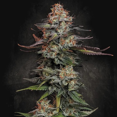 Paradise Seeds Durga Mata semienka neobsahujú THC 10 ks