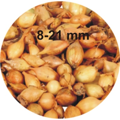 SimonSeed Cibuľa sadzačka Všetana 8-21 mm 0,5 kg
