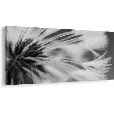Obraz - Makro, čiernobiela, jednodielne 250x125 cm