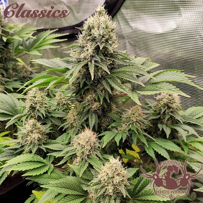 Buddha Seeds White Widow semienka neobsahujú THC 3 ks