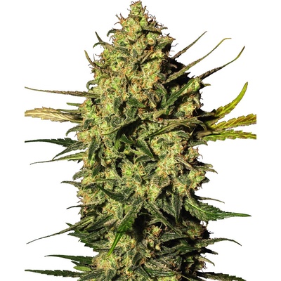 White Label Master Kush Automatic semienka neobsahujú THC 3 ks
