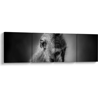 Obraz - Opička, štvordielne 160x40 cm