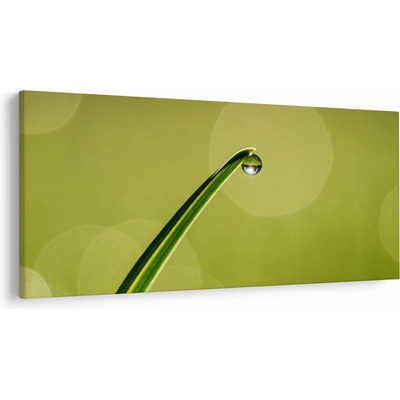Obraz kvapky vody na tráve, jednodielne 250x125 cm