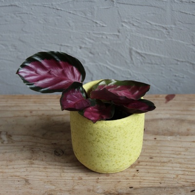 Calathea picturata Crimson baby