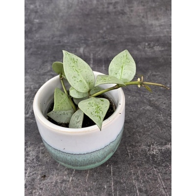 Hoya Eskimo mini – Hledejceny.cz