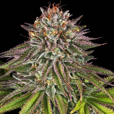 Barney's Farm Critical Kush semienka neobsahujú THC 5 ks