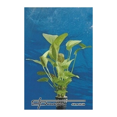 Echinodorus Dschungelstar Nr. 9 Getüpfelte Harbich