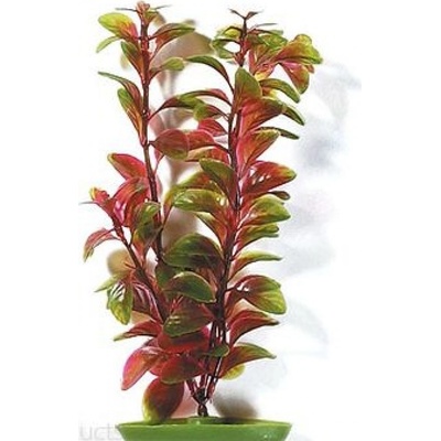 Hagen rostlina Red Ludwigia 30 cm – Hledejceny.cz