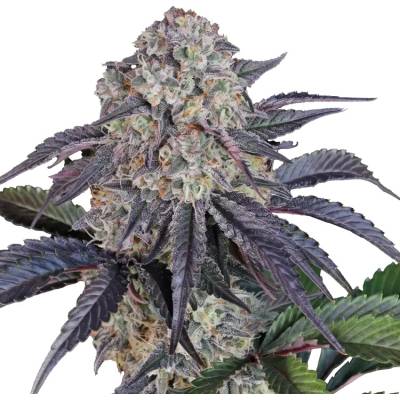 Fast Buds Sundae Frost Auto semená neobsahujú THC 1 ks