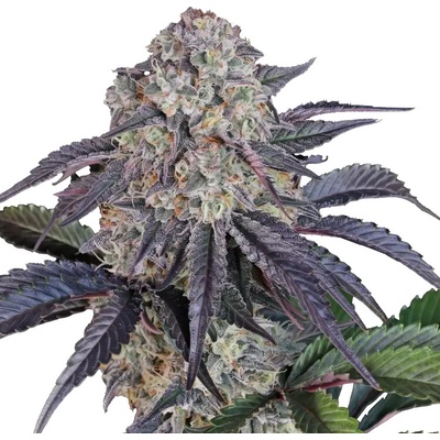 Fast Buds Sundae Frost Auto semená neobsahujú THC 3 ks
