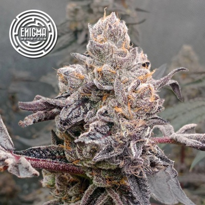 Enigma Genetics Original Sunset Sherbet semienka neobsahujú THC 3 ks